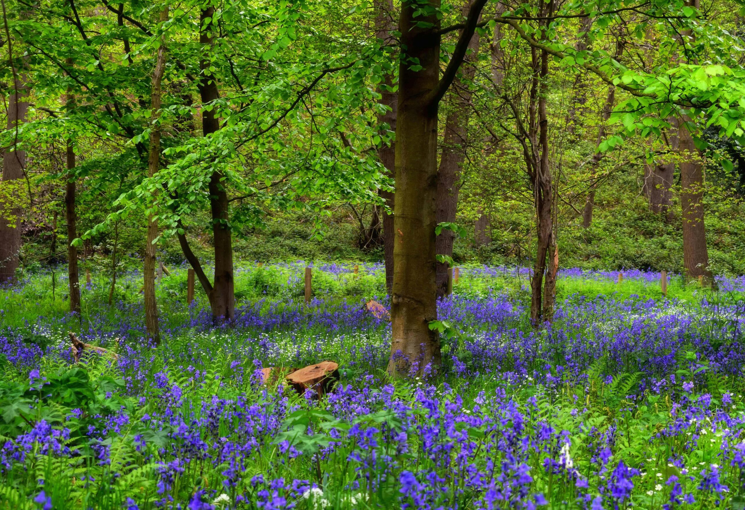 Woods near Honiton. An area we provide our gas plumbing and heating services to.